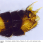 Nephrotoma guestfalica guestfalica: hypopygium