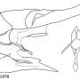 Nephrotoma guestfalica guestfalica: ovipositor