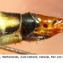 Nephrotoma guestfalica guestfalica: ovipositor