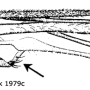 Nephrotoma guestfalica guestfalica: wing