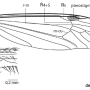 Nephrotoma guestfalica guestfalica: wing