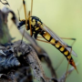 Nephrotoma luteata : habitus - female