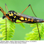 Nephrotoma luteata : habitus - female