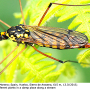 Nephrotoma luteata : habitus - female