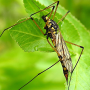 Nephrotoma luteata : habitus - female