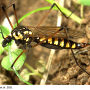 Nephrotoma luteata : habitus - female