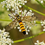Nephrotoma luteata : habitus - male