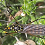 Nephrotoma luteata : habitus - male