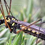 Nephrotoma luteata : habitus - male