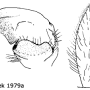 Nephrotoma luteata : hypopygium