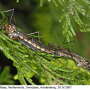 Nephrotoma pratensis pratensis: habitus - copula