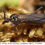Nephrotoma pratensis pratensis: habitus - female
