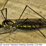 Nephrotoma pratensis pratensis: habitus - female