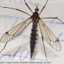 Nephrotoma pratensis pratensis: habitus - female