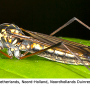 Nephrotoma pratensis pratensis: habitus - female