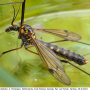 Nephrotoma pratensis pratensis: habitus - male Nephrotoma pratensis pratensis: habitus - male