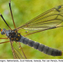 Nephrotoma pratensis pratensis: habitus - male Nephrotoma pratensis pratensis: habitus - male