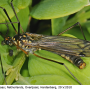 Nephrotoma pratensis pratensis: habitus - male Nephrotoma pratensis pratensis: habitus - male