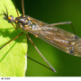 Nephrotoma pratensis pratensis: habitus - male Nephrotoma pratensis pratensis: habitus - male