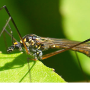 Nephrotoma pratensis pratensis: habitus - male Nephrotoma pratensis pratensis: habitus - male