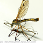 Nephrotoma pratensis pratensis: habitus - male