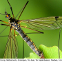 Nephrotoma pratensis pratensis: habitus - male
