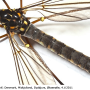 Nephrotoma pratensis pratensis: habitus - male