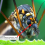 Nephrotoma pratensis pratensis: body part(s) - head and thorax