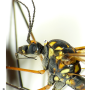 Nephrotoma pratensis pratensis: body part(s) - head and thorax