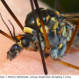 Nephrotoma pratensis pratensis: body part(s) - head and thorax