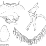 Nephrotoma pratensis pratensis: hypopygium