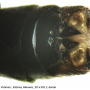 Nephrotoma pratensis pratensis: hypopygium