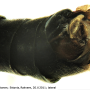 Nephrotoma pratensis pratensis: hypopygium