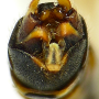 Nephrotoma pratensis pratensis: hypopygium