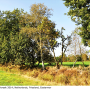 Nephrotoma pratensis pratensis: habitat