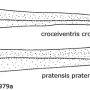 Nephrotoma pratensis pratensis: ovipositor