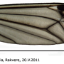 Nephrotoma pratensis pratensis: wing