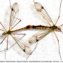 Nephrotoma quadrifaria quadrifaria: habitus - copula