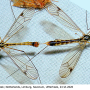 Nephrotoma quadrifaria quadrifaria: habitus - copula