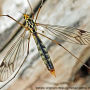 Nephrotoma quadrifaria quadrifaria: habitus - female