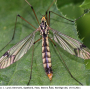 Nephrotoma quadrifaria quadrifaria: habitus - female