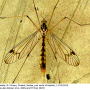 Nephrotoma quadrifaria quadrifaria: habitus - female