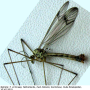 Nephrotoma quadrifaria quadrifaria: habitus - male