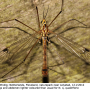 Nephrotoma quadrifaria quadrifaria: habitus - male