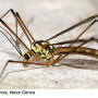 Nephrotoma quadrifaria quadrifaria: habitus - male