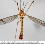 Nephrotoma quadrifaria quadrifaria: habitus - male