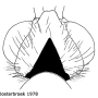 Nephrotoma quadrifaria quadrifaria: body part(s) - head