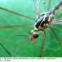 Nephrotoma quadrifaria quadrifaria: body part(s) - head and thorax