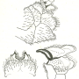 Nephrotoma quadrifaria quadrifaria: hypopygium