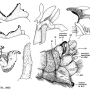 Nephrotoma quadrifaria quadrifaria: hypopygium